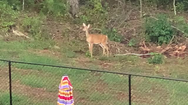 Tiger stalks a Deer