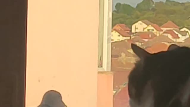 Cat having unique moment in his life