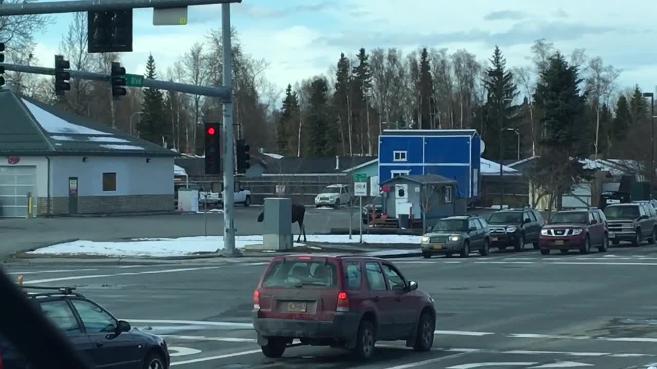 Moose Casually Crosses Busy Street