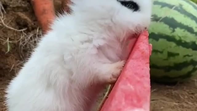 Rabbit eat Watermelon