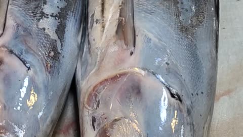 Ocean Tuna Fish Video In Fish Market#shorts