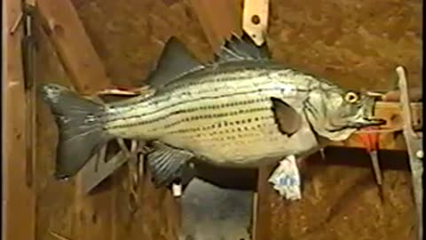 How to Paint a White Bass