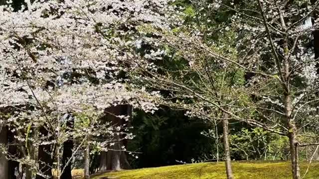 Have you ever been to thePortland Japanese Garden?