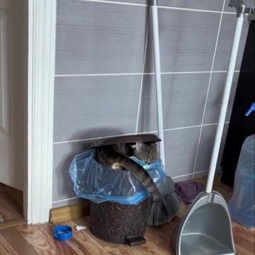 I sneak up on human later 😂😂😂