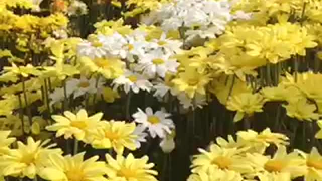 Surrounded by Flowers in the Tupi, Philippines