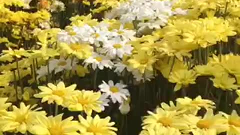 Surrounded by Flowers in the Tupi, Philippines