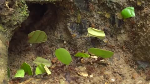 Why ants farm fungus - Kristin Burnum-Johnson - TEDxSteptoe Street