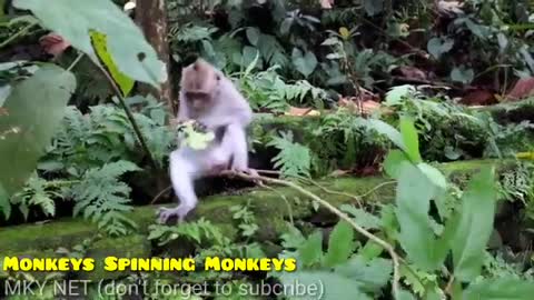 monkey spinning