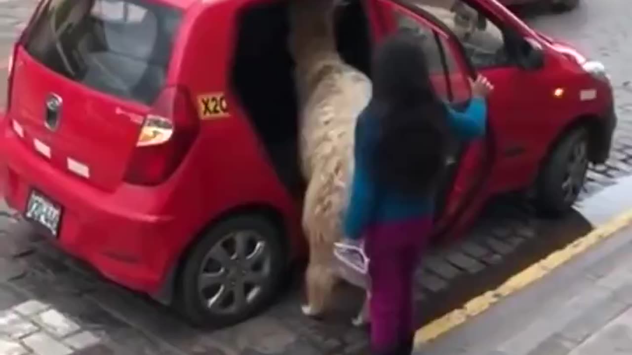 Alpaca Taxi