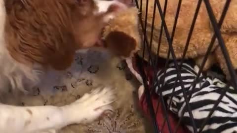 Dog pulling toy bear through cage