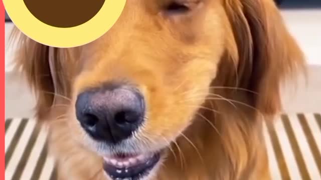 Dog funny moments