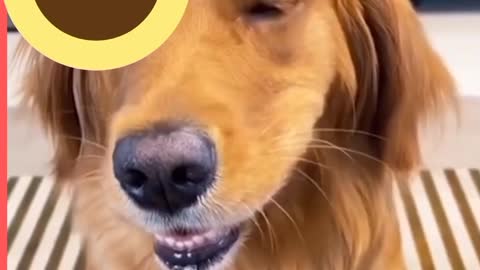 Dog funny moments