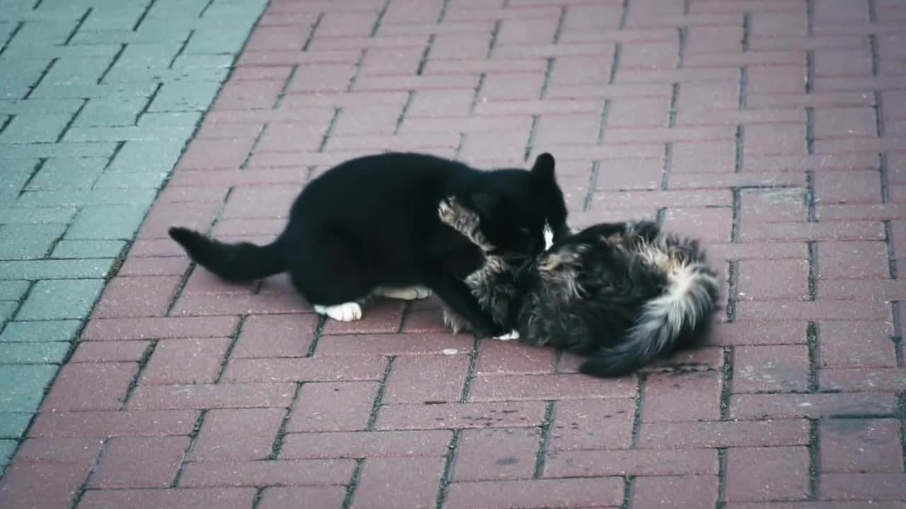 Two Baby Cats| Cute And Funny Video| 2 Cats
