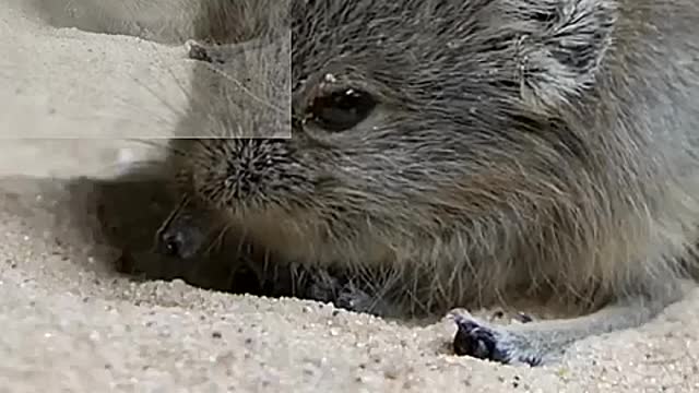 The little mouse