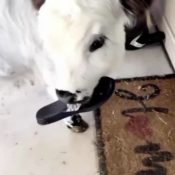 Beautiful Baby Cow Try To Eat Shoe