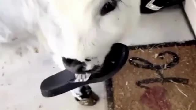 Beautiful Baby Cow Try To Eat Shoe