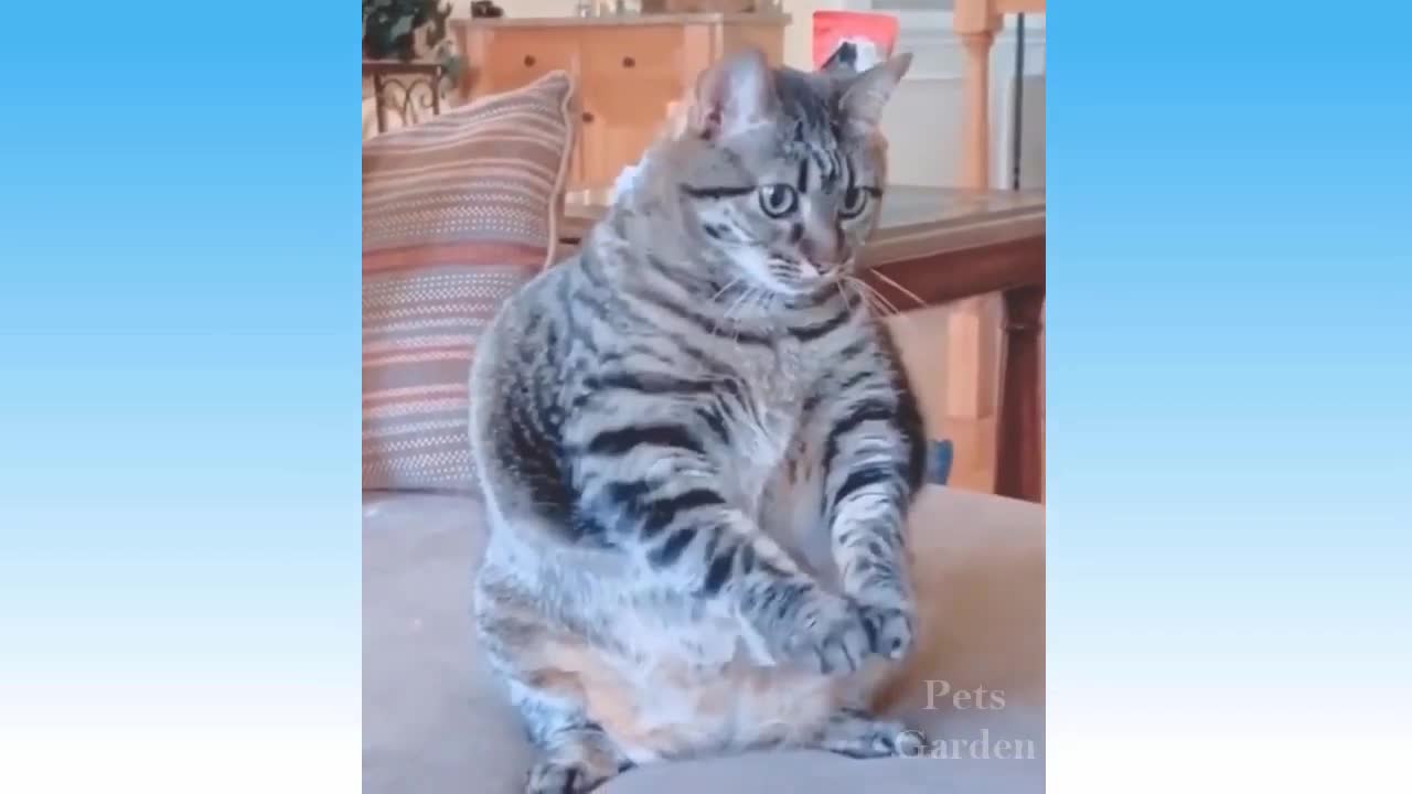 Compilação de Animais Bonitos e Animais Engraçados #74💗