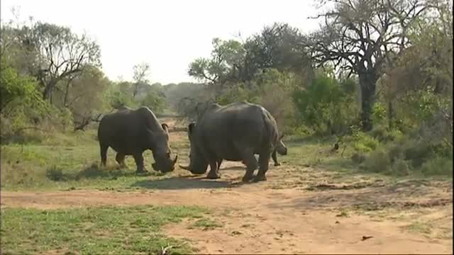 Lucky Escape from a Black Rhino | Ultimate Killers | BBC Earth