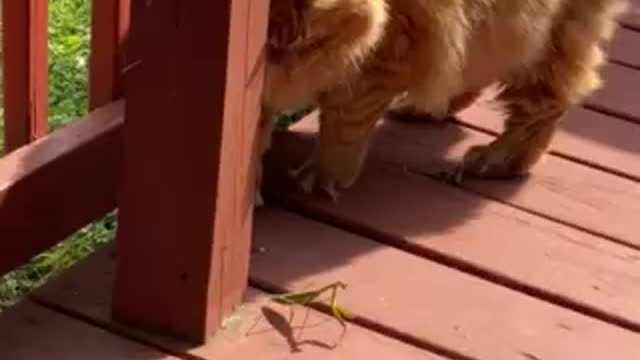 Gatsby vs Mantis