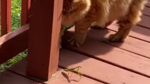 Gatsby vs Mantis