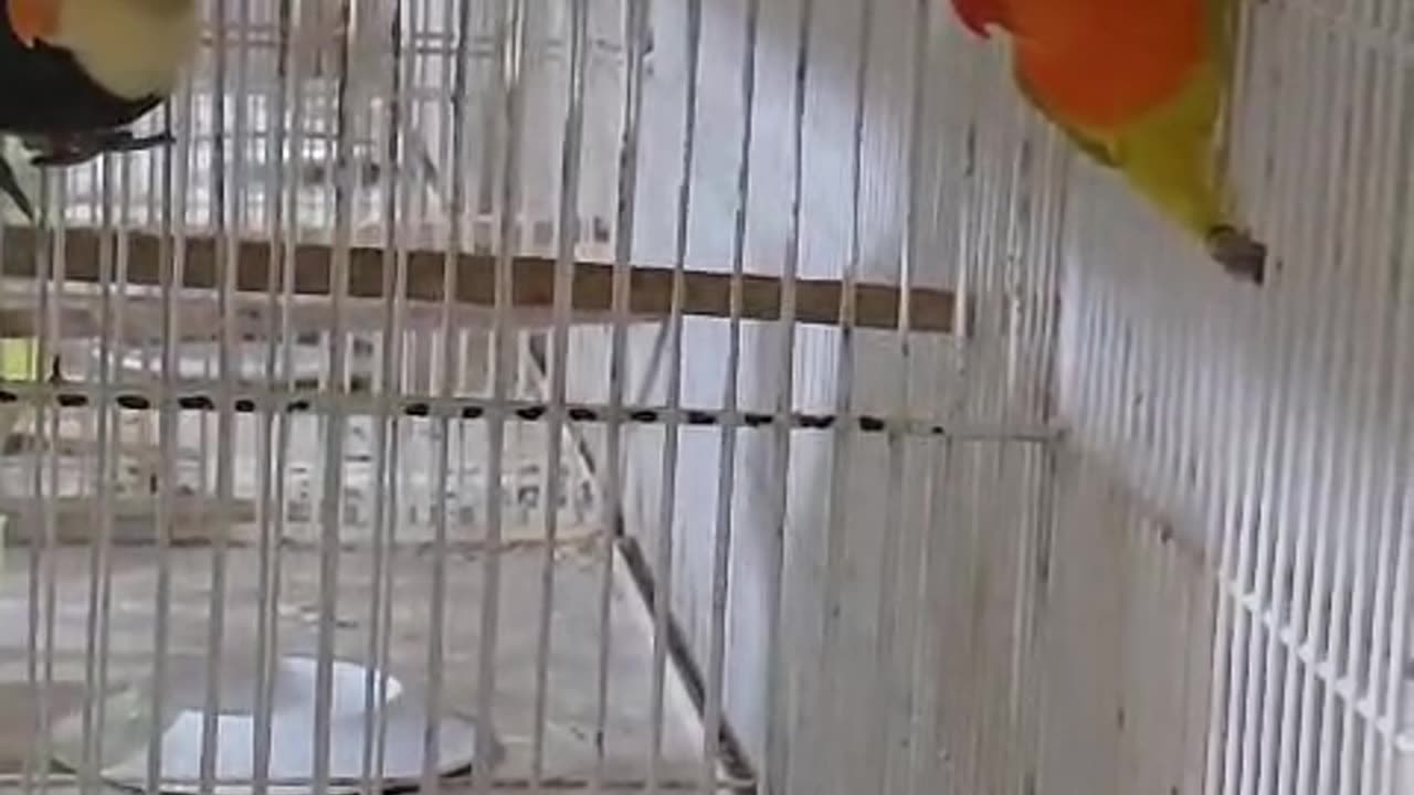 Birds