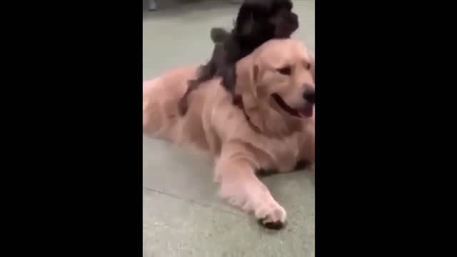 Funny Animals! Funny Dogs! Funny Videos! # Short