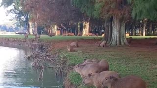 Capybara comrades jump into the water