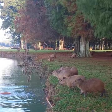 Capybara comrades jump into the water