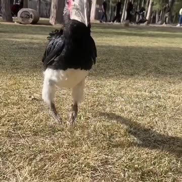 What a beautiful bird 😍😍😍😍