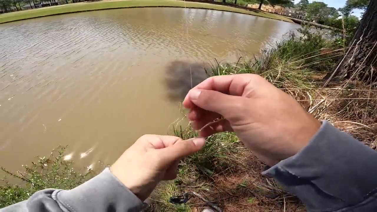 I've NEVER Seen This Many GIANT Bass in a POND! (Bank Fishing)