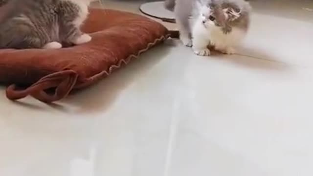 The cutest Cat fight ( Cats & Kittens )