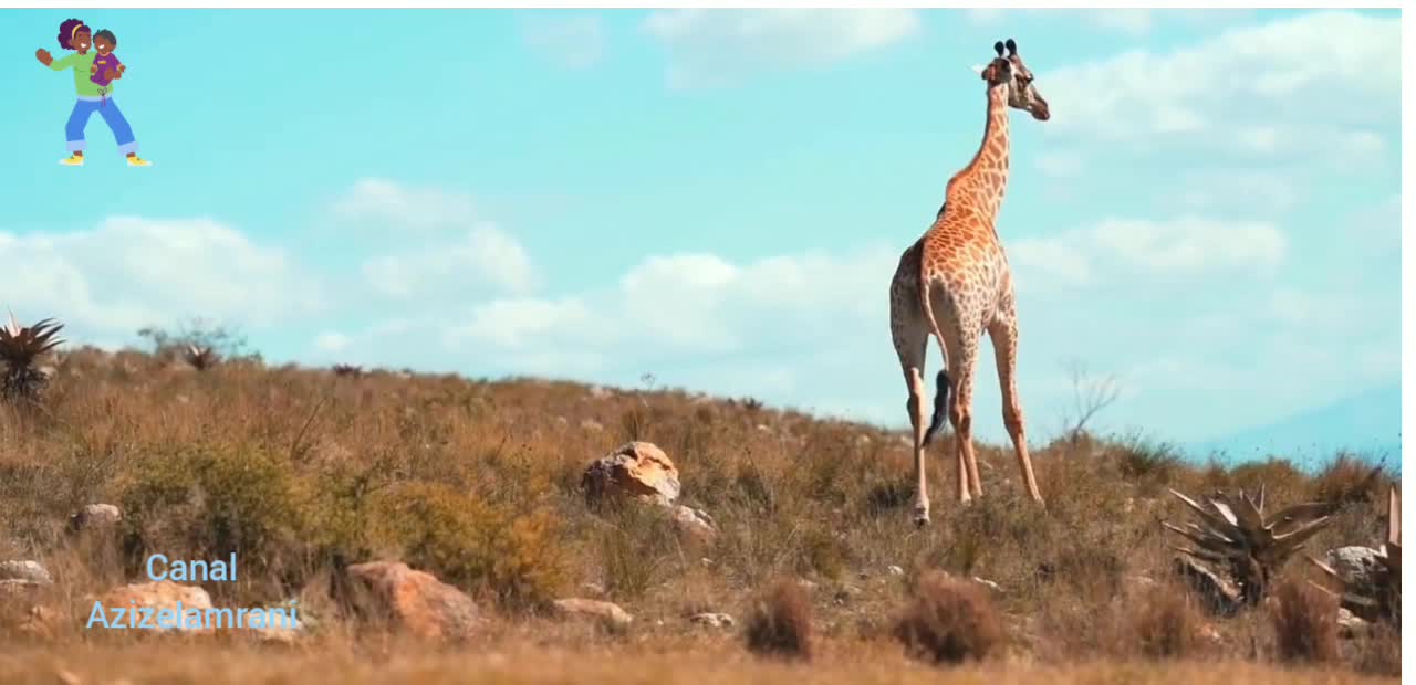 giraffe