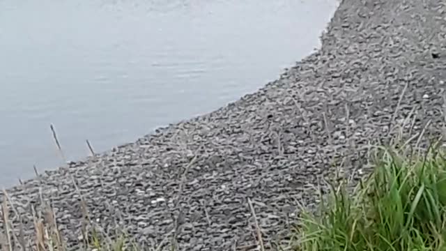 Silver Coho Salmon, 3 females and one male 8/26/22 Homer Spit fishing hole