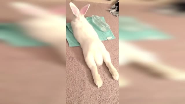 rabbit fun