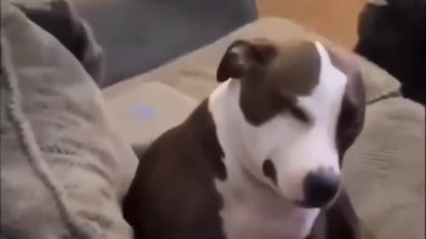 Dog Eats Bag Of Edibles