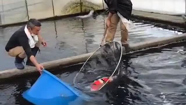 Koi breeder