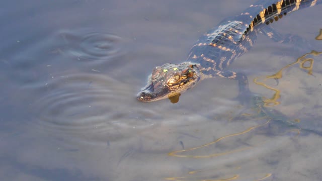 baby American alligator in the water