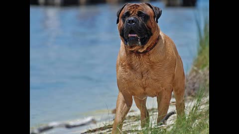 10 BEST GUARD DOGS - facts and pictures