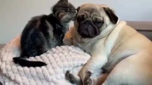 Unconditional love! Between dog and cat! Amazing