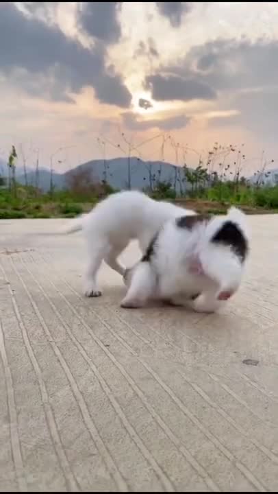 Funny Animal Videos - Awesome Funny Pet Animals | Cute Animals | Super Funny Dog Videos #short video