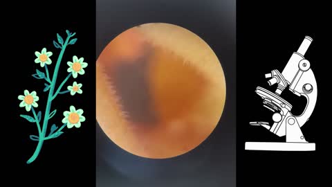 Flower under microscope