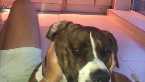 Playing Dogy