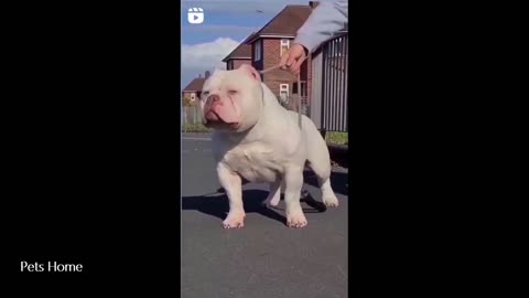 short video#dog short video#pitbull dog short video#new short video 2021#