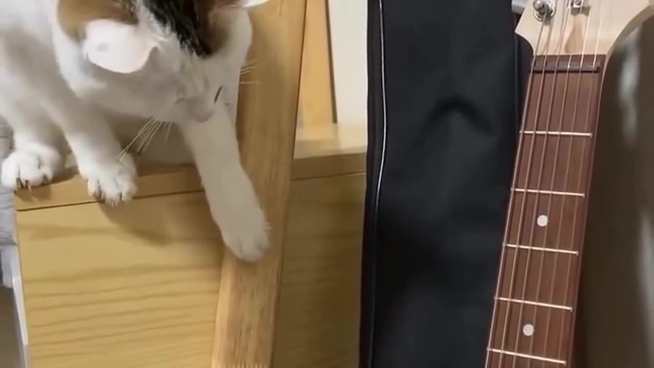 Guitarist cat #cats #cat #animals #pets #music #gitar