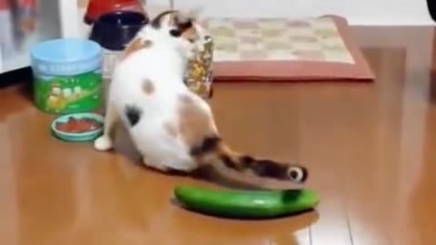 Cat vs cucumber