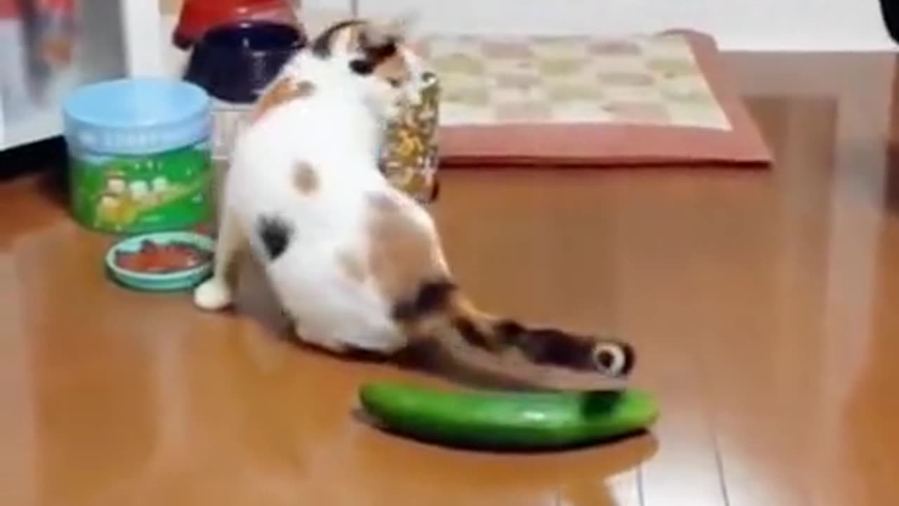 Cat vs cucumber