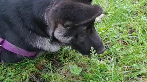 Dog vs grass