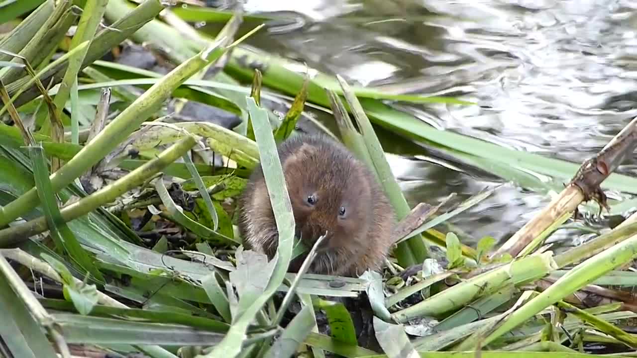 Habitat Management for Water Voles