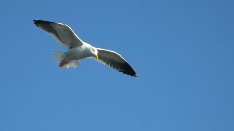 Eagle Flying Action Scenes