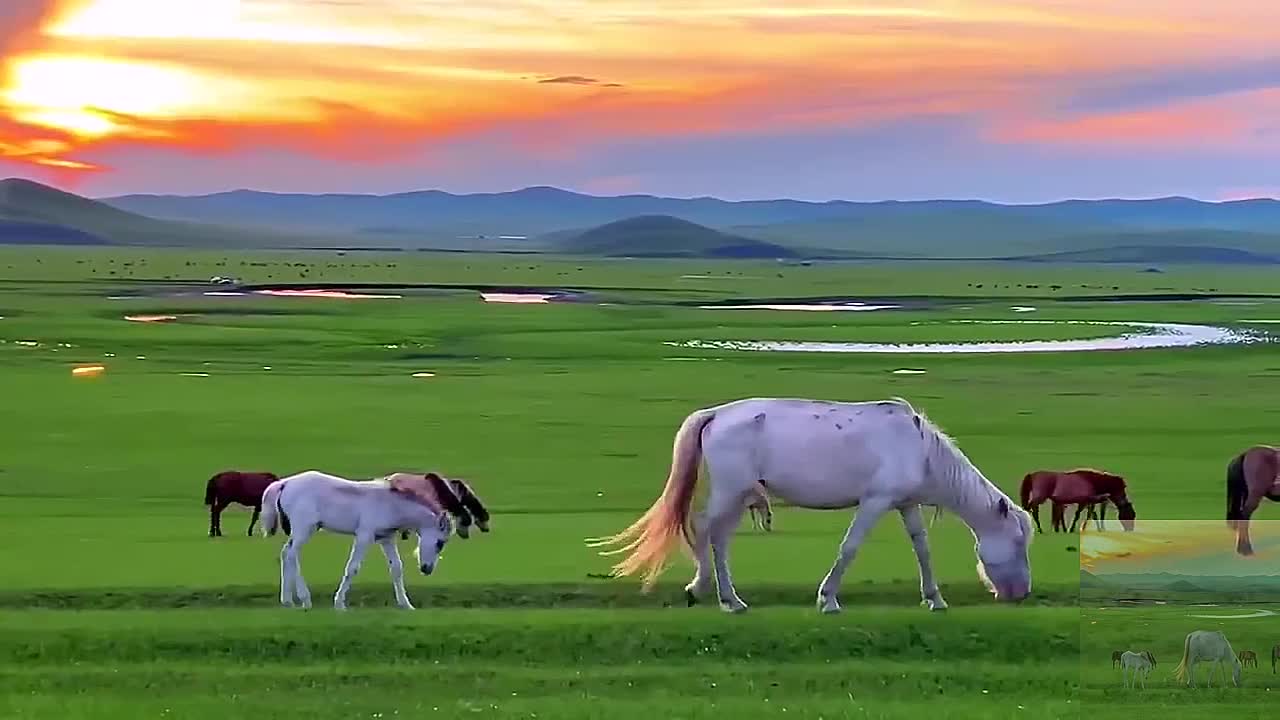 Grassland white horse